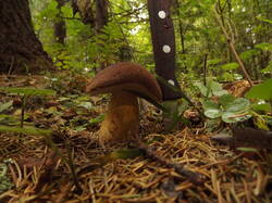 DSCF6232.JPG