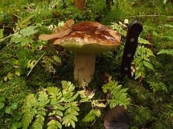 DSCF6235.JPG