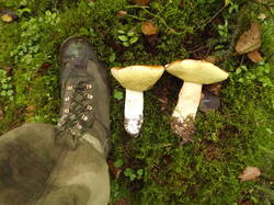 DSCF6236.JPG