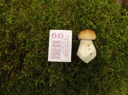 DSCF6247.JPG