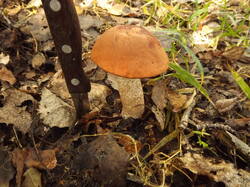 DSCF6251.JPG