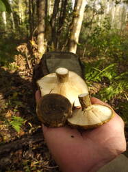DSCF6252.JPG