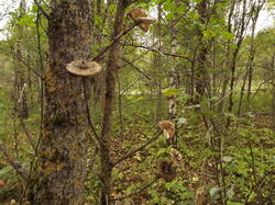DSCF6270.JPG