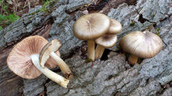 DSC_0137.thumb.jpg.5e0e776131e7fd825c526517a535ff97.jpg