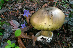 DSC_0151.thumb.jpg.c563e632dd6af2da30e85f3b22254093.jpg
