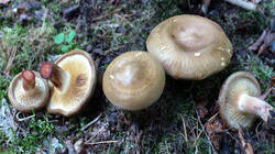 DSC_0154.thumb.jpg.5c8eebd71785993e7ffef4ecab9eb90d.jpg