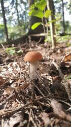 IMG-20250901-WA0014.jpeg