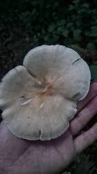 IMG-20250905-WA0260.jpeg