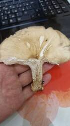 IMG-20250905-WA0290.jpeg