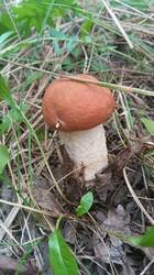 IMG-20250908-WA0010.jpeg