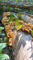 IMG-20250909-WA0018.jpg