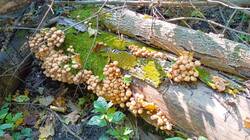 IMG-20250909-WA0019.jpg
