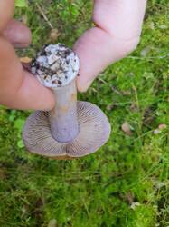IMG-20250910-WA0377.thumb.jpg.17912c745c0552023918afe4a4590f34.jpg