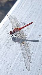 IMG-20250913-WA0000.jpg