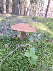 IMG-20250913-WA0019.jpg