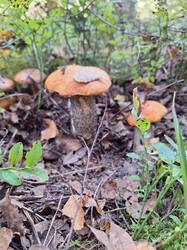 IMG-20250913-WA0020.jpg