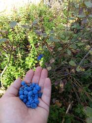 IMG-20250913-WA0028.thumb.jpeg.0ae94baf868d42dc58642f5a8dcf9d7e.jpeg