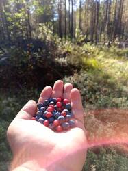 IMG-20250913-WA0030.thumb.jpeg.ad547ac2d36911345b5c2713dbd99360.jpeg