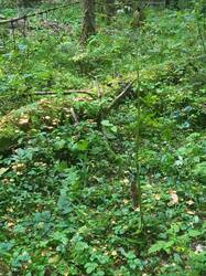 IMG-20250915-WA0000.jpg