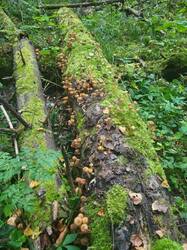 IMG-20250915-WA0001.jpg
