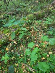IMG-20250915-WA0002.jpg