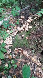 IMG-20250917-WA0003.jpeg