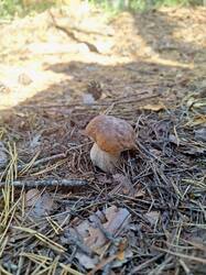 IMG-20250917-WA0008.jpg