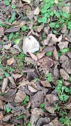 IMG-20250928-WA0000.thumb.jpg.cbeb2870f4f7c8c68f20164d943a4486.jpg