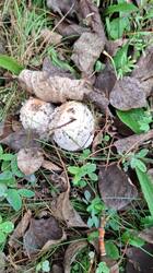 IMG-20250928-WA0001.thumb.jpg.75c6e8368e7d572e3288e9e19fc7680e.jpg