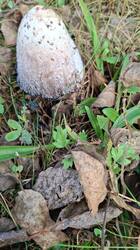 IMG-20250929-WA0000.thumb.jpg.26985460bd2bcfaa68f9a65e108e9f19.jpg