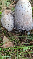 IMG-20250929-WA0001.thumb.jpg.92a13d4c9b07216a4954189120a72d95.jpg