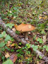 IMG20250903093444.jpg
