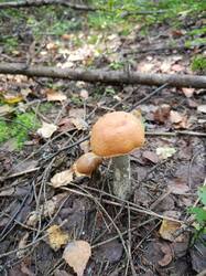 IMG20250905103312.jpg