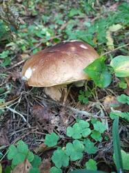 IMG20250910081313.jpg