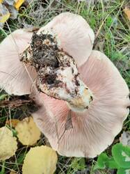 IMG20250917141102.thumb.jpg.f751aa39b3ab431cf12c42fa3fc72c1e.jpg