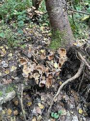 IMG_1469.jpeg