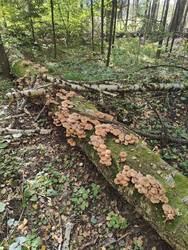 IMG_1477.jpeg