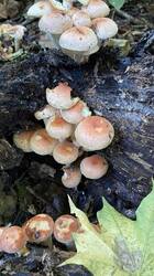 IMG_1655.jpeg