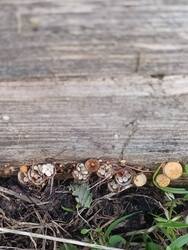 IMG_20250725_204641.thumb.jpg.3bb836425ea6b15542e7081574c892d5.jpg