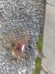 IMG_20250821_103439.thumb.jpg.3d67629c3e1bdc2c4071ba9dfc5ee517.jpg