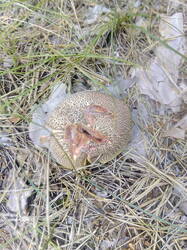 IMG_20250821_154456.thumb.jpg.bc5fa12dc69f596d88ca46fc1b2904f1.jpg