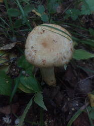 IMG_20250825_143841.thumb.jpg.56914af3bbaa2bcc8c689163b8871c7b.jpg