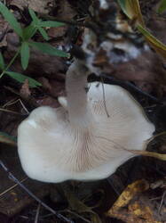 IMG_20250825_144208.thumb.jpg.b63eda94ce5e110f98d6c85832779827.jpg