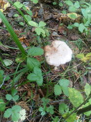 IMG_20250825_144703.thumb.jpg.c2644c11027b9e98bfe91a9655849e2b.jpg