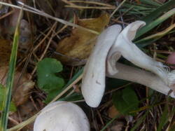 IMG_20250825_145145.thumb.jpg.e89416f8aca4a08fb7dd6dc7ec4de3ef.jpg