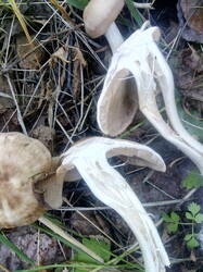 IMG_20250825_162524.thumb.jpg.f2f8d1a03ec3e887b534bca8ebd36c95.jpg