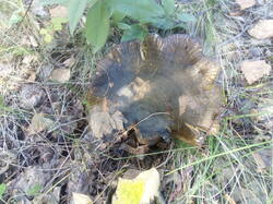 IMG_20250826_163210.thumb.jpg.b86aecd3b64f62009686cbcf063c1c15.jpg