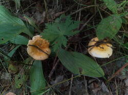 IMG_20250826_164057.thumb.jpg.bcc8ceb6e7b22be8646b96eac973effe.jpg