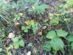 IMG_20250826_164833.thumb.jpg.1987c94ab255cf899021b69b49c38ac9.jpg