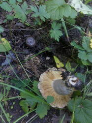 IMG_20250826_170207.thumb.jpg.70ad3ce60952d887eac506d85db82851.jpg